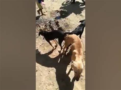 dog threesome sex|A horny couple invites a lover over for a bestiality threesome.